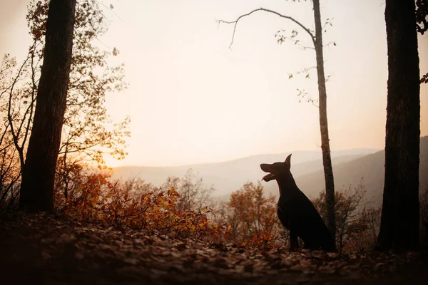 가을이 되면 밖에 앉아 있는 도베르만 개 — 스톡 사진