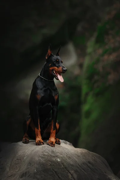 Doberman perro sentado en una gran roca al aire libre — Foto de Stock