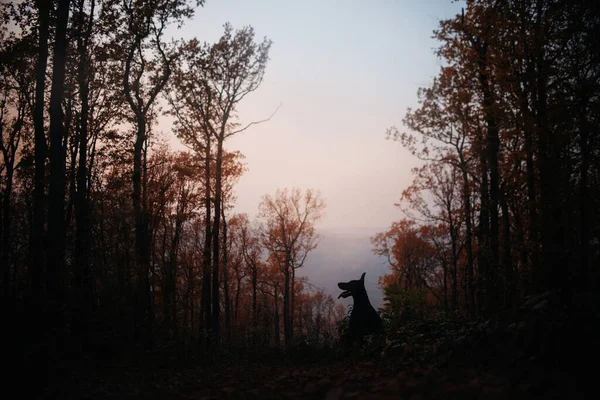 Sylwetka psa doberman w jesiennym lesie — Zdjęcie stockowe