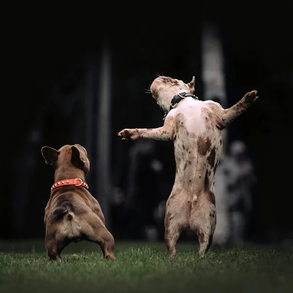 Due divertenti cani bulldog francesi che giocano all'aperto in estate — Foto Stock