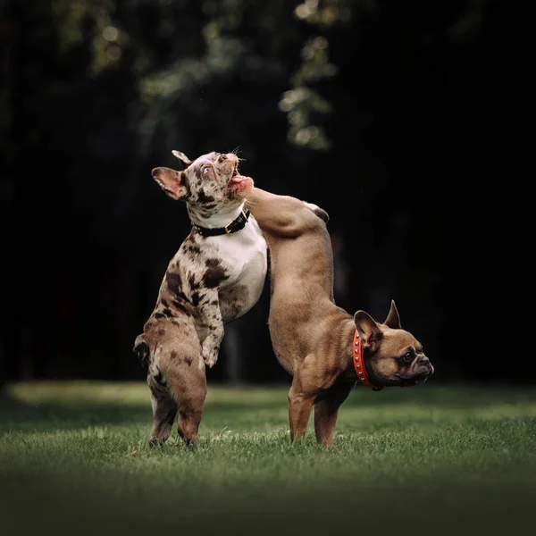 Zwei glückliche französische Bulldoggen, die im Sommer zusammen spielen — Stockfoto