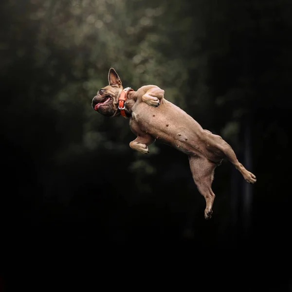 Grappig frans bulldog springen in de lucht in de zomer — Stockfoto