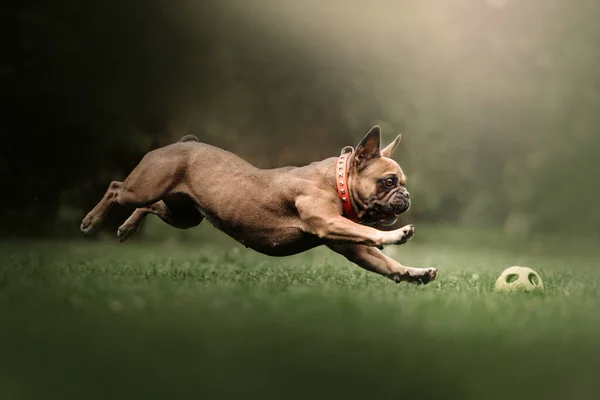 Heureux bouledogue français actif chassant une balle à l'extérieur en été — Photo