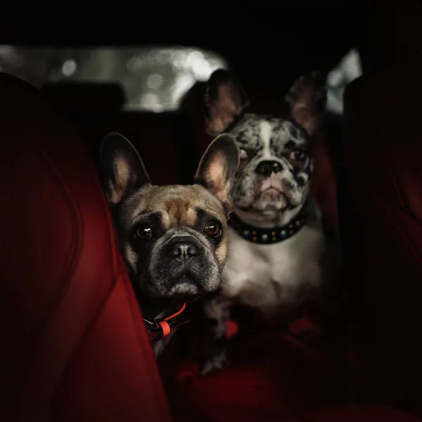 Two adorable french bulldog dogs sitting in a car — Stock Photo, Image