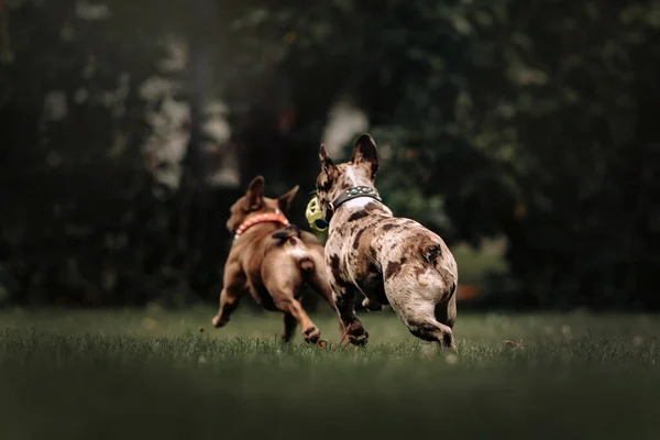 Dois cães buldogue franceses fugindo, visão traseira — Fotografia de Stock
