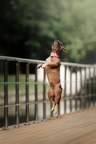 Fröhliche französische Bulldogge springt im Sommer im Freien auf — Stockfoto