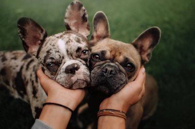 İki Fransız bulldog köpeği portresi. Açık havada kapanıyor.