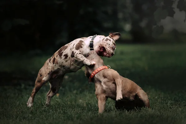 Dos bulldog perros franceses jugando al aire libre juntos — Foto de Stock