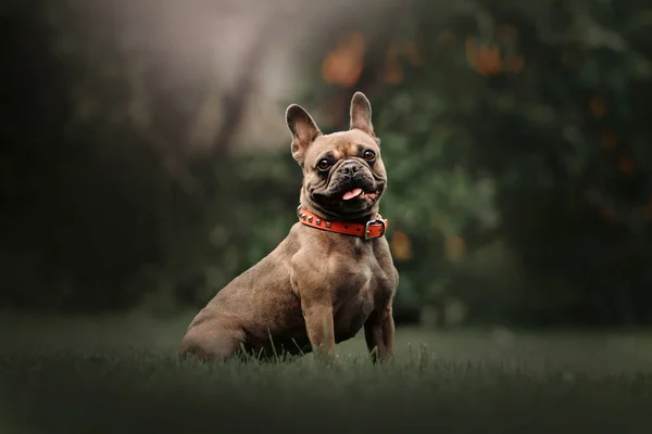 Yazın çimenlerde oturan tasmalı Fransız bulldog köpeği. — Stok fotoğraf