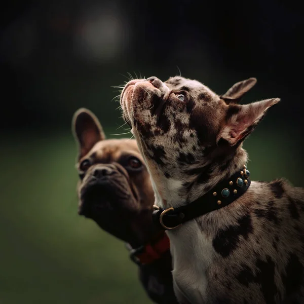 Όμορφη merle γαλλικό μπουλντόγκ σκυλί σε ένα κολάρο σε εξωτερικούς χώρους — Φωτογραφία Αρχείου
