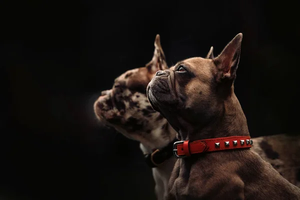 Açık havada bir tasmada güzel bir buldog resmi. — Stok fotoğraf