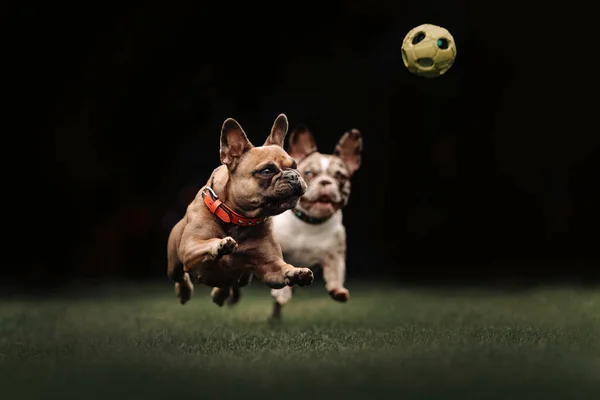 Bouledogue français jouant avec un jouet en plein air en été — Photo