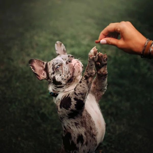 Смішна французька бульдог собака благає про ласощі на відкритому повітрі — стокове фото