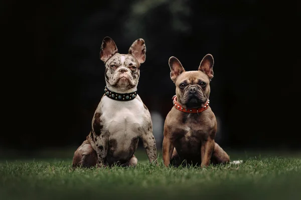 Δύο γαλλικά μπουλντόγκ σκυλιά κάθονται στο γρασίδι μαζί — Φωτογραφία Αρχείου