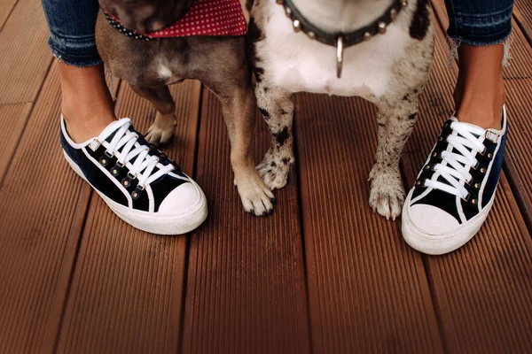 Två hundar står mellan ägarens ben, ovanifrån — Stockfoto