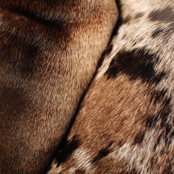 Gros plan de deux chiens motif de fourrure, vue de dessus — Photo