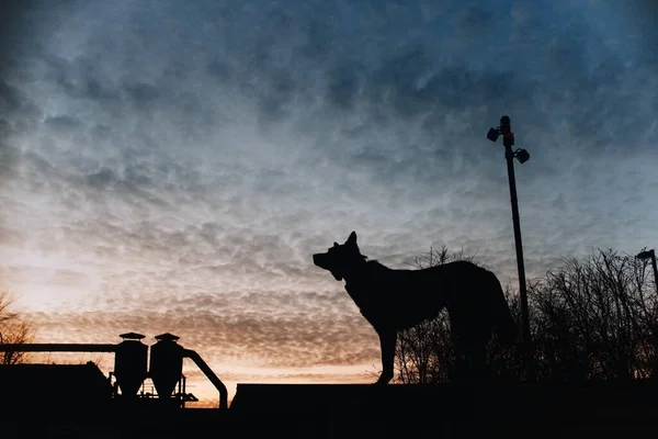 Silhouette de chien de race mixte debout à l'extérieur au coucher du soleil — Photo