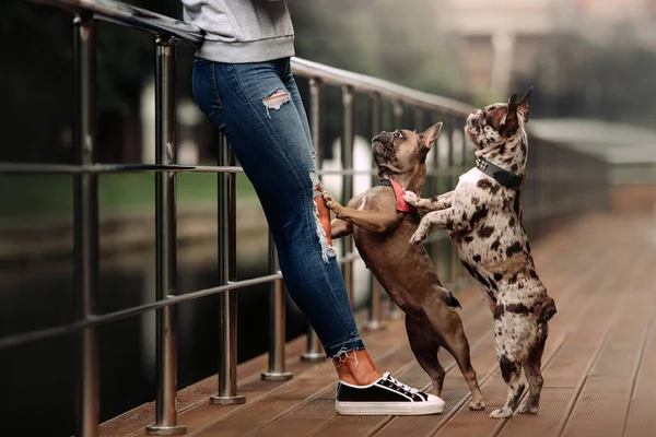 Két francia bulldog kutya könyörög gazdájának a szabadban — Stock Fotó