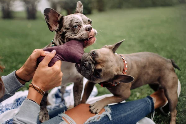 Dois buldogue francês cães brincando com um brinquedo de pelúcia e proprietário ao ar livre — Fotografia de Stock