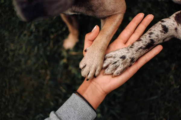 Pohled shora na dvě psí packy v ruce majitele — Stock fotografie
