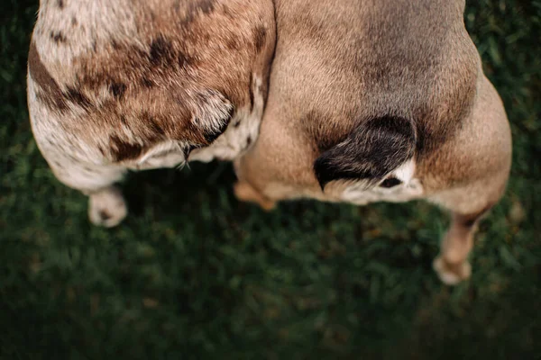 Deux vue de deux chiens bouledogue français culs à l'extérieur — Photo