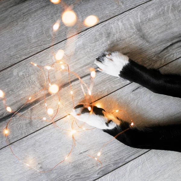 Hundepfoten mit Lichtergirlanden auf Holzboden, Draufsicht — Stockfoto