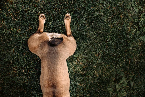 Hund liggande på gräs utomhus, ovanifrån på baksidan — Stockfoto