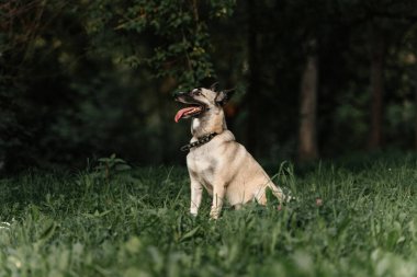 Yazın dışarıda oturan melez bir köpek.