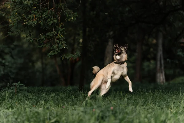 Happy mixed breed dog jumping up outdoors — Stock Photo, Image