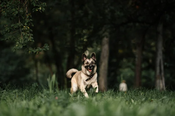 Happy mixed breed dog runs outdoors in summer — Stock Photo, Image