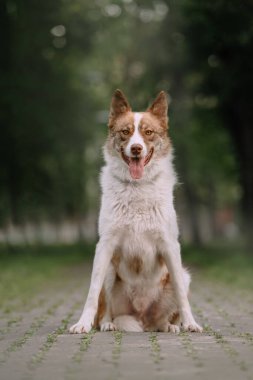 Yazın açık havada poz veren güzel melez köpek.