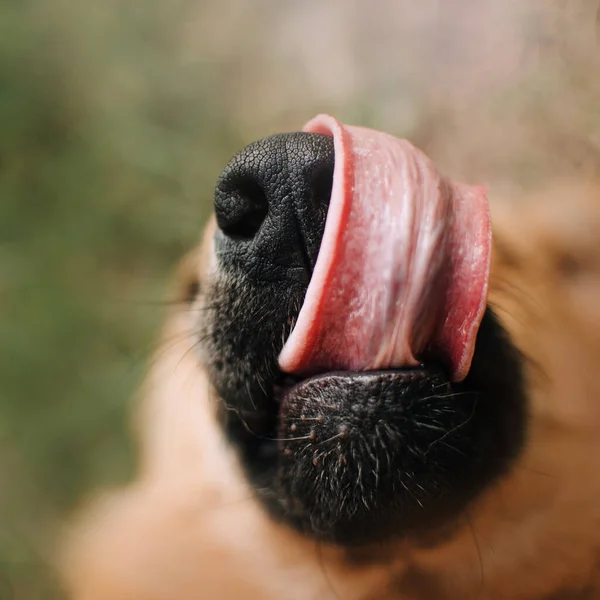 Смешная собака смешанной породы облизывает нос, закрывает — стоковое фото
