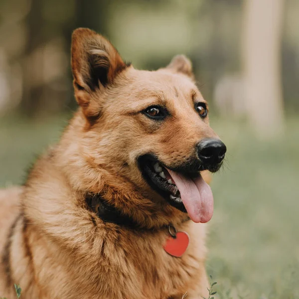 Rood gemengd ras hond portret buiten in de zomer — Stockfoto