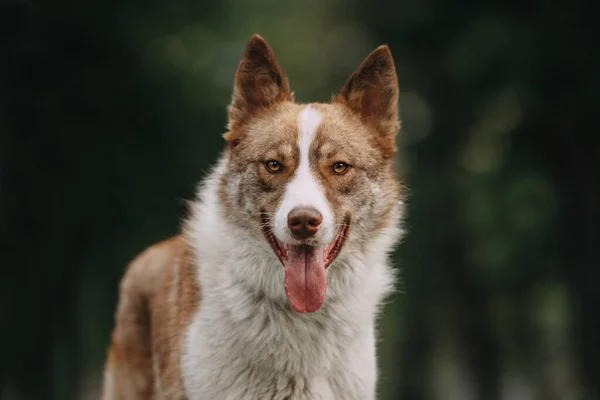 Vacker blandras hund poserar utomhus på sommaren — Stockfoto