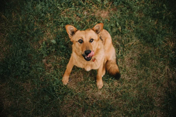 Cão misto vermelho sentado na grama no verão, vista superior — Fotografia de Stock