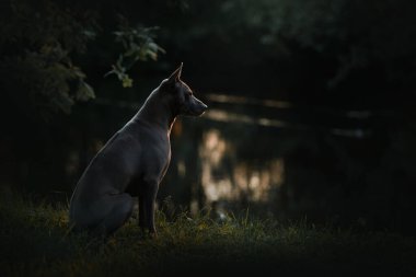 Thai ridgeback köpeği alacakaranlıkta nehir kenarında poz veriyor.