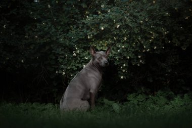 Thai ridgeback köpeği yazın dışarıda poz veriyor.