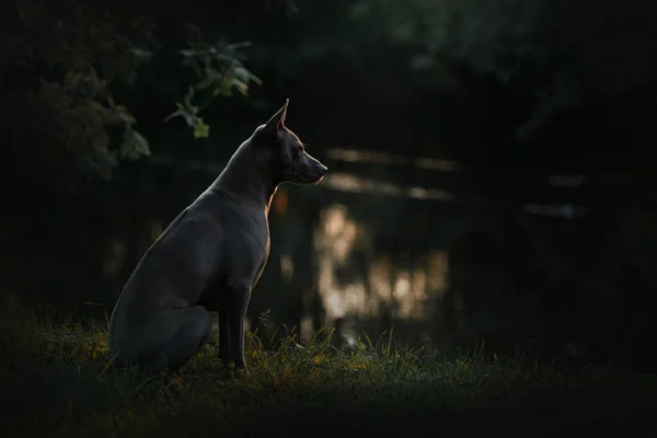 Тай риджбек собака позирует у реки в сумерках — стоковое фото