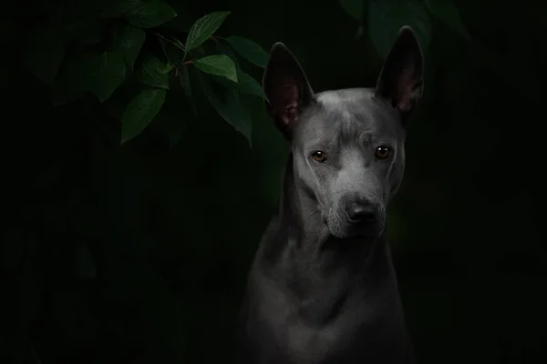 Grey thai ridgeback dog portrait outdoors in summer — Stock Photo, Image