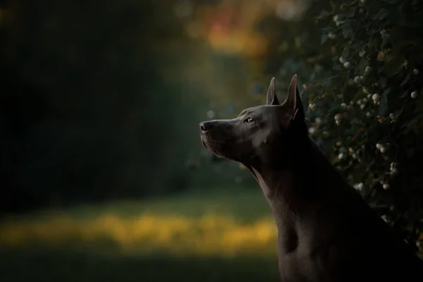 Thai ridgeback dog portrait draußen im sommer — Stockfoto