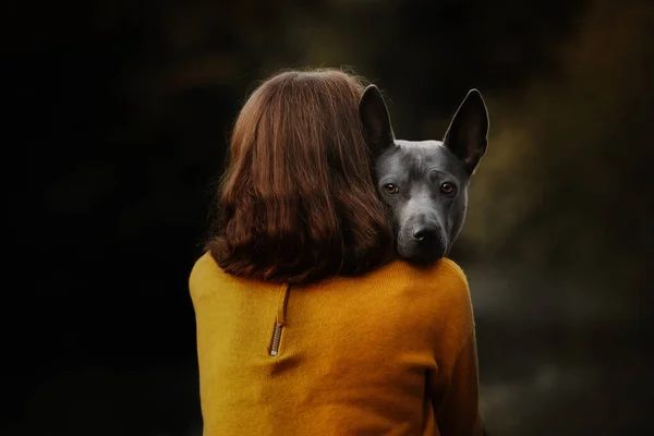 Gris tailandés ridgeback perro retrato al aire libre con propietario — Foto de Stock