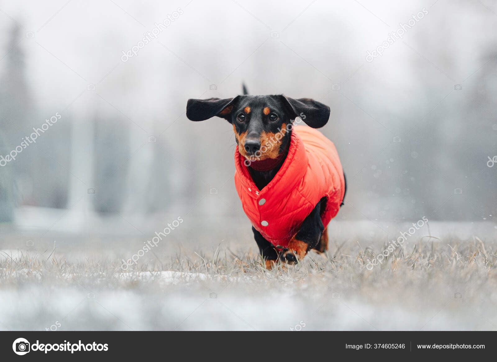 dog running jacket