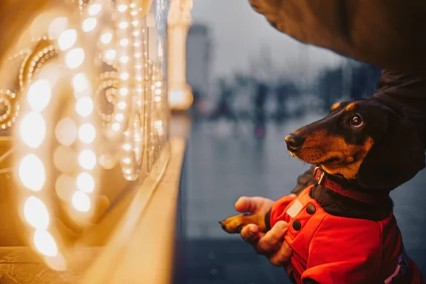 Dachshund dog posing in a red jacket outdoors at dusk — Stock Photo, Image