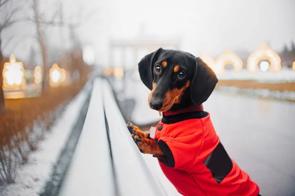 Parktaki bankta poz veren kırmızı ceketli bir köpek. — Stok fotoğraf