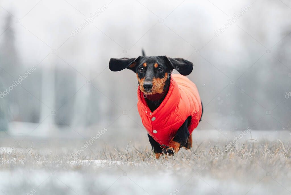funny dachshund dog running outdoors in a red jacket