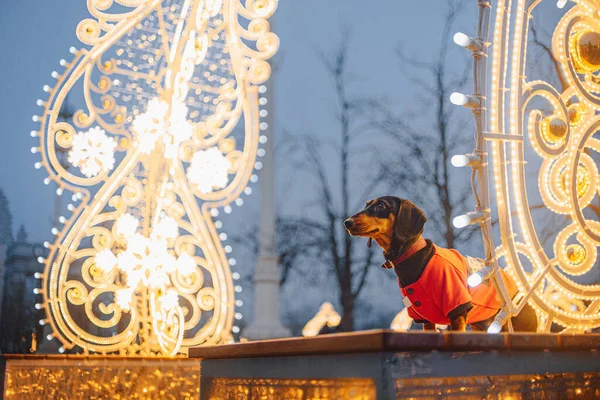 Dachshund dog in clothes standing on the street with beautiful city lights — Stock Photo, Image