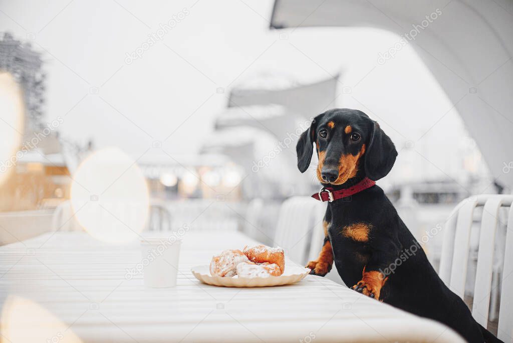 dachshund dog posing in a cafe by the table with dessert