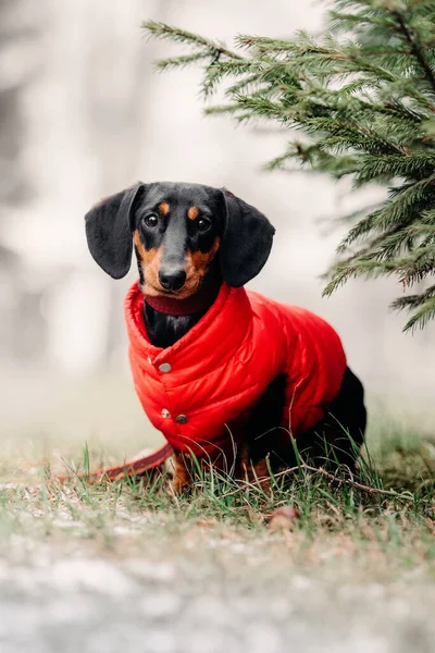 Perro salchicha posando al aire libre en una chaqueta roja —  Fotos de Stock