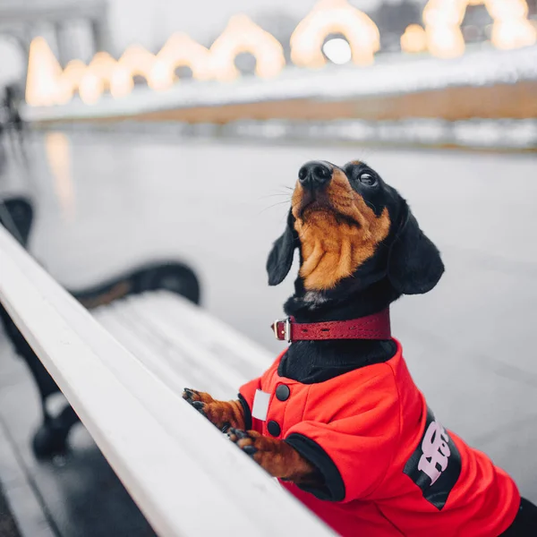 Dachshund dog in a red jacket posing on a bench outdoors — Stock Photo, Image