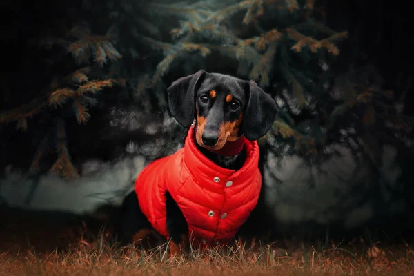 Dackelhund in roter Jacke sitzt im Herbst draußen — Stockfoto